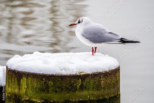 Valokuva Seagull standing on the snow-covered concrete socle on lake