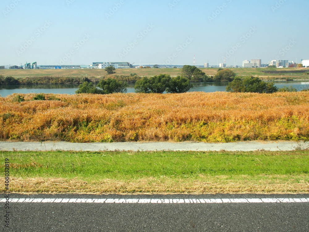 Fototapeta premium 土手から見る秋の江戸川河川敷の荻原風景