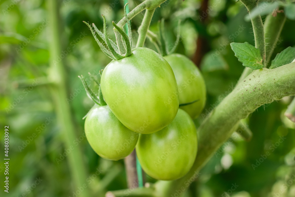 Young green tomatoes hanging on a branch in a rustic greenhouse. Natural gardening without chemicals