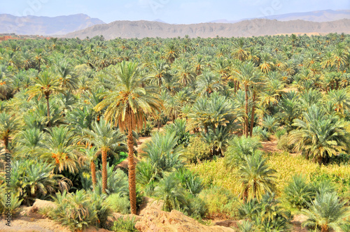 Morocco -  Draa Valley  oasis on Sahara desert