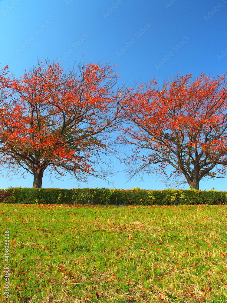 Naklejka premium 江戸川土手の紅葉の桜と青空