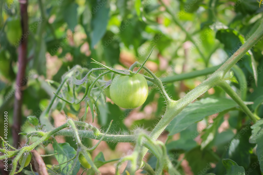 Tomatoes ripening in the garden. Tomatoes ripening in the garden.