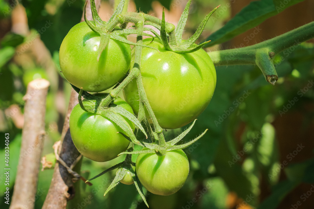 Young green tomatoes hanging on a branch in a rustic greenhouse. Natural gardening without chemicals
