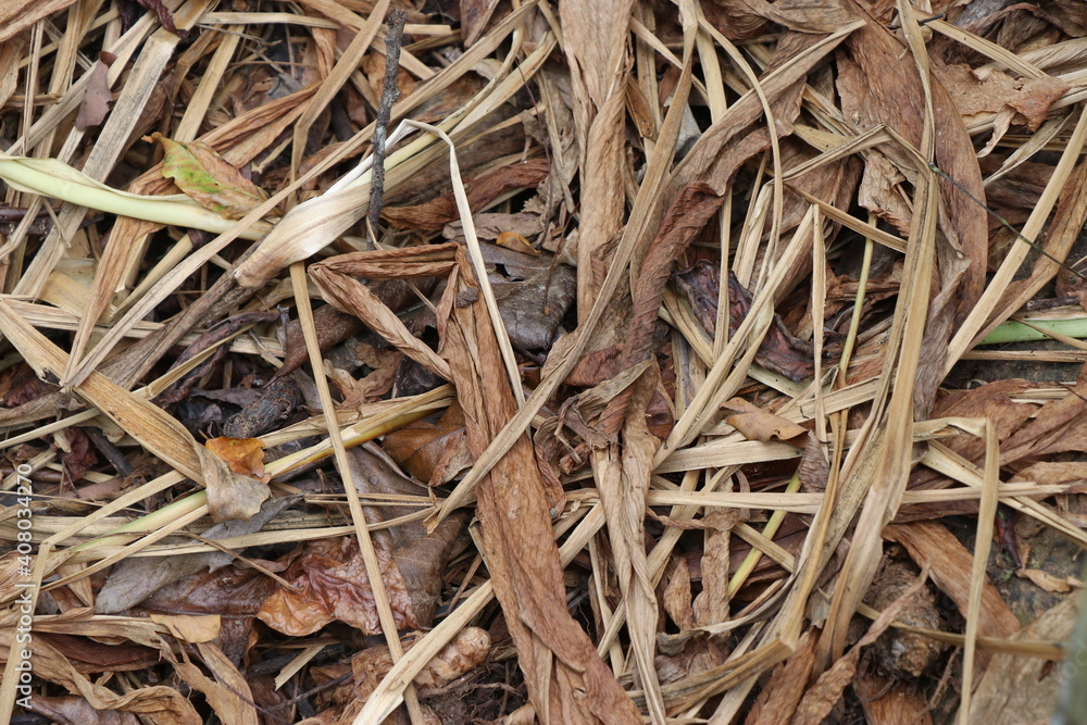 Curcuma longa or turmeric plant leaves left over after harvesting. Turmeric is medicinal plant also used in beauty products and food ingredients Curcuma longa or turmeric plant leaves left over after harvesting. Turmeric is medicinal plant also used in beauty products and food ingredients