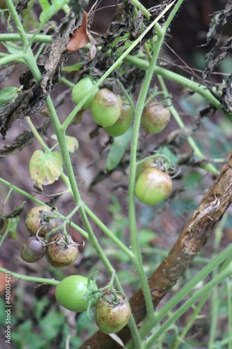 Unhealthy tomatoes grown on plant. Organic green tomatoes on plant grown on home garden