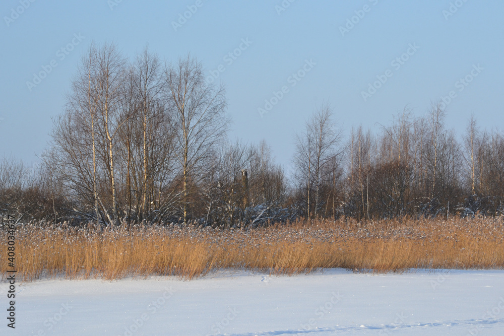 Winter sunny landscape with dry reeds, bare trees, blue sky and snowy field