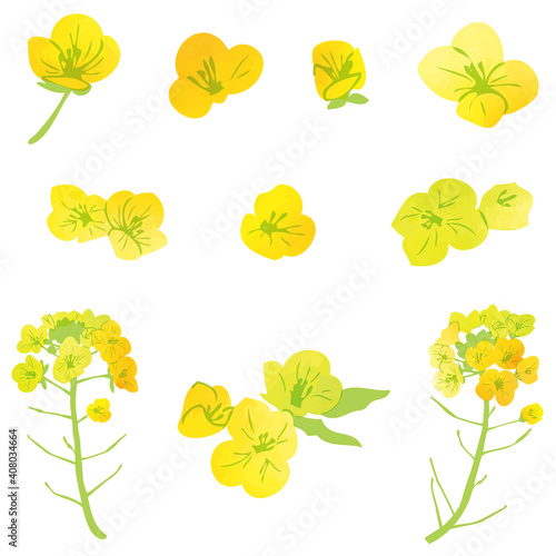水彩風　菜の花イラスト素材