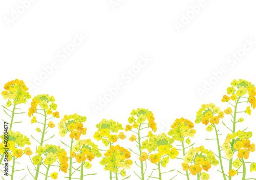 水彩風　菜の花イラスト素材