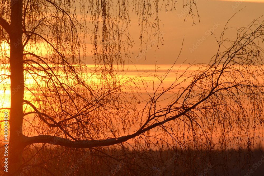 A dark silhouette of the top of a bare tree with a large trunk and beautiful branches against a blazing sunset sky on a winter. Natural winter bright sunset background. Trees in winter. A dark silhouette of the top of a bare tree with a large trunk and beautiful branches against a blazing sunset sky on a winter. Natural winter bright sunset background. Trees in winter.