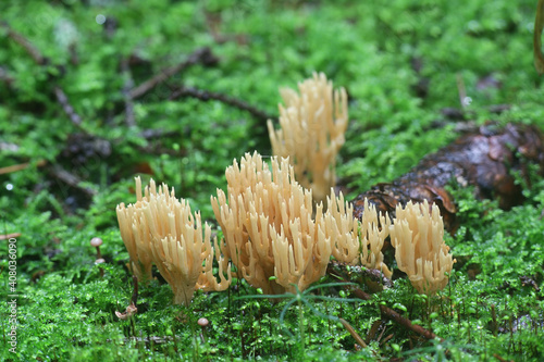 Phaeoclavulina eumorpha, also called Ramaria eumorpha, a coral fungus from Finland with no common english name