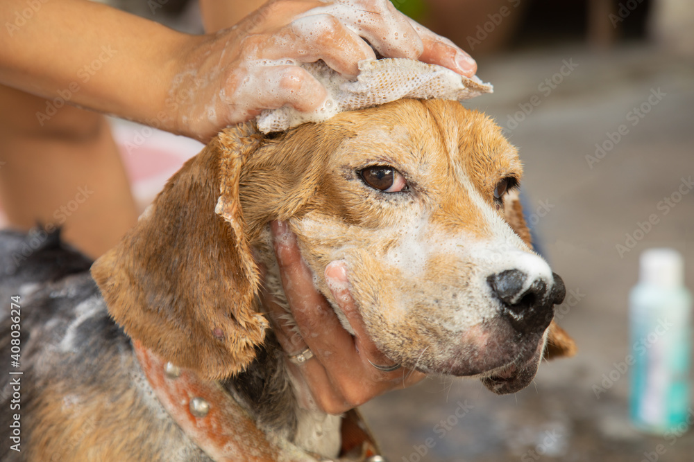 Closed up and selective focus of bathing beagle dog outdoor in the house with people's hands rubbing with foam on dog's body and head with eyes looking shows the friendship and care of human and pet