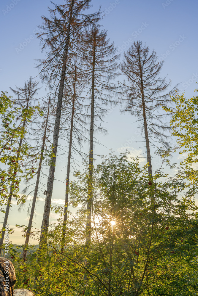 A wonderful sunset in the evening between the tall long trees A wonderful sunset in the evening between the tall long trees