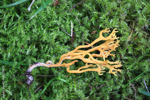 Clavulinopsis corniculata, known as Meadow Coral fungus, wild mushroom from Finland photo