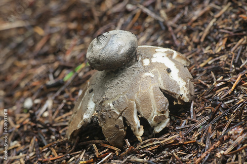 Geastrum pectinatum, known as the beaked earthstar or the beret earthstar, wild mushroom from Finland photo