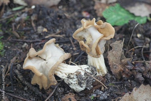Foto Helvella crispa, known as the white saddle, elfin saddle or common helvel, wild