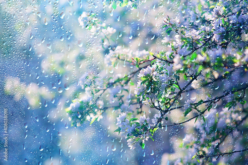 Konstfotografi spring flowers rain drops, abstract blurred background flowers fresh rain