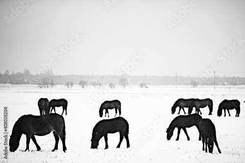 abstract blurred winter background, horses in a snowy field landscape, snow on a farm © kichigin19