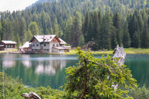 Primo piano di un pino con dietro una bellissima vista panoramica dal sentiero del rifugio e del lago Nambino nel parco Adamello - Brenta in Trentino  viaggi e paesaggi in Italia