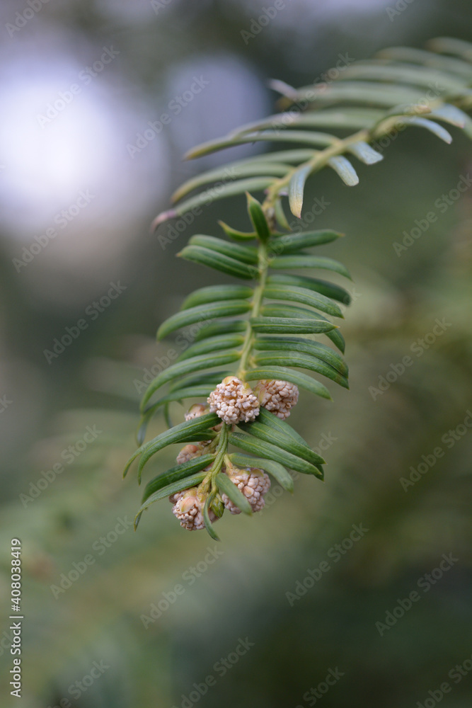 Dwarf Plum yew