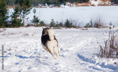 malamute dog playing in the snow in winter