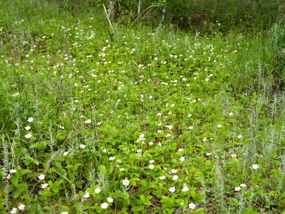 Wild forest strawberries (Fragaria vivridis Duch.) blooms in a meadow in the forest in summer. - obrazy, fototapety, plakaty 