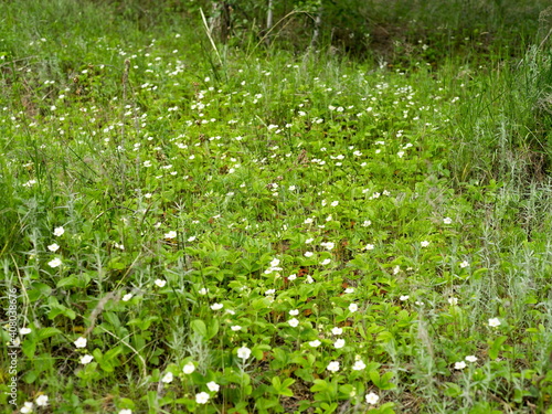 Fototapeta Naklejka Na Ścianę i Meble -  Wild forest strawberries (Fragaria vivridis Duch.) blooms in a meadow in the forest in summer.