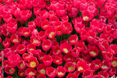 Flowering tulips background. Beautiful spring background of a field of red blooming flowers. Top view of group of red tulips close up. Background for invitations, greeting cards, romantic holidays