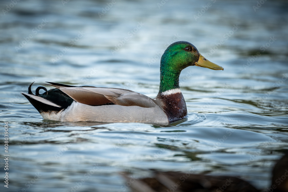 duck on the water duck on the water