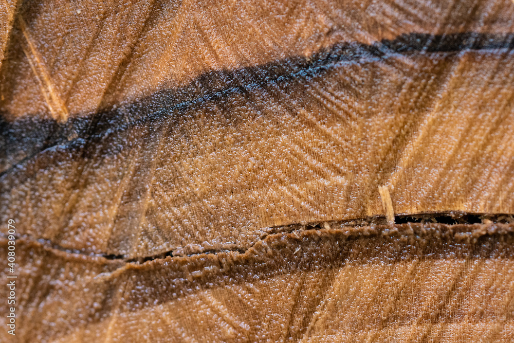 Fototapeta premium close up of a cutted wood trunk