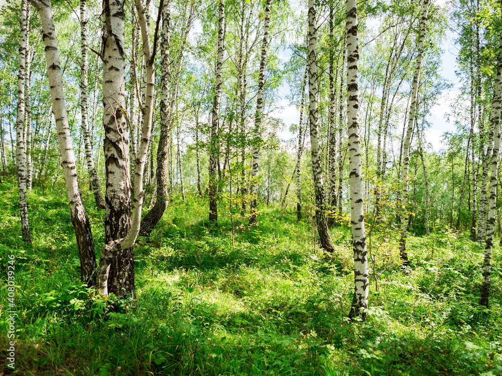 Naklejka premium Birch grove with untouched grass on a summer sunny day.