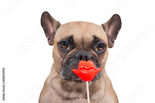 Cute French Bulldog dog with red kiss lips photo prop in front of white background © Firn