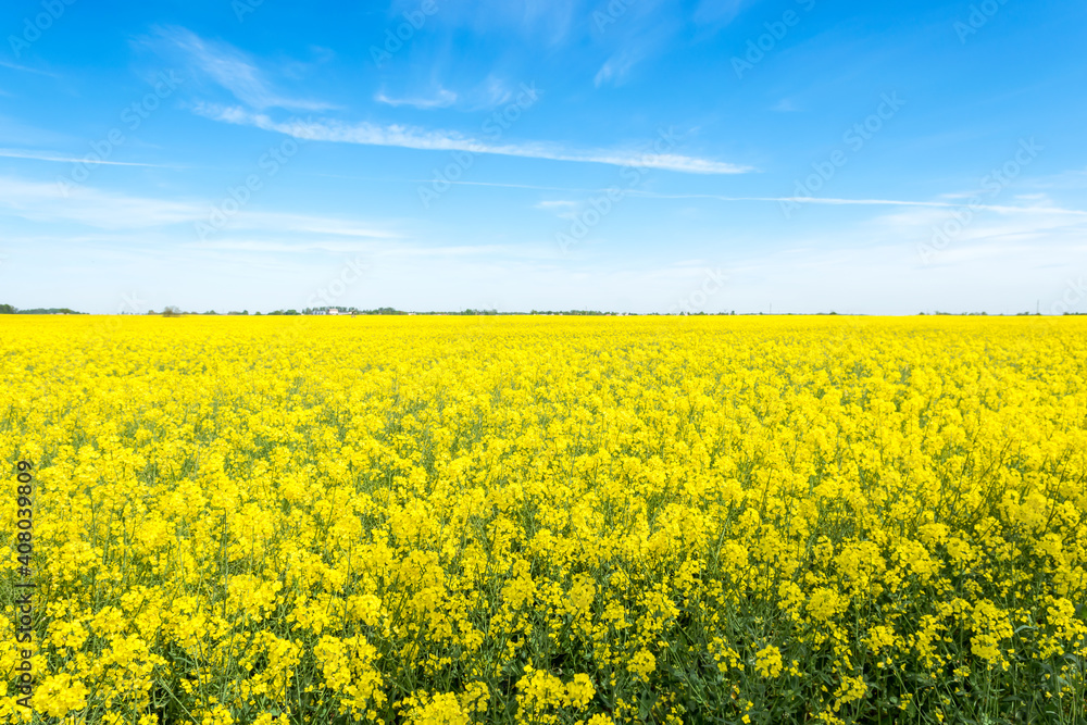 Oilseed rape, rapeseed field flowering in farmland in countryside , spring landscape under blue sky Oilseed rape, rapeseed field flowering in farmland in countryside , spring landscape under blue sky