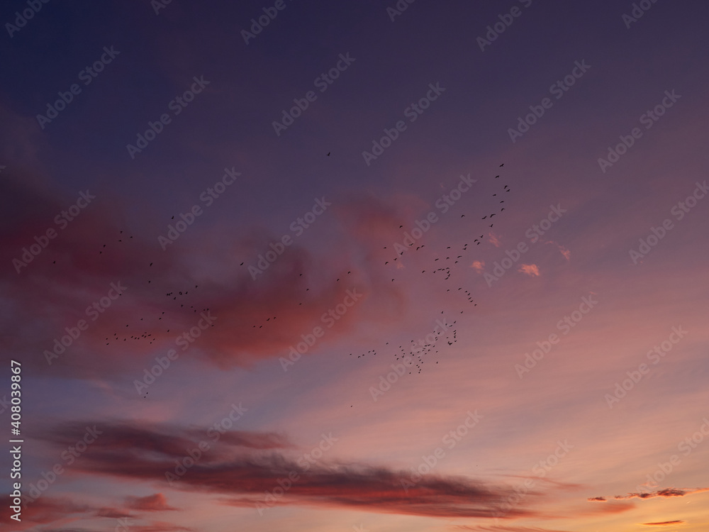 Birds at sunset flying over the lagoon of Valencia, Spain. Birds at sunset flying over the lagoon of Valencia, Spain.