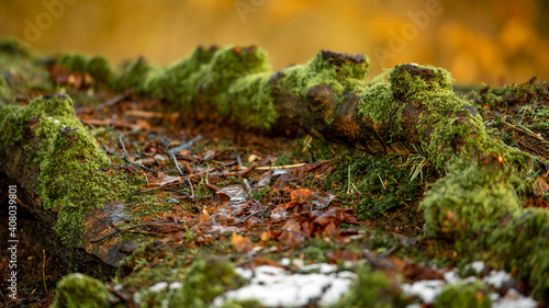 A tree root runs along the ground amongs foliage and, covered in moss and lichens, with a small amount of snow in the foreground. photo