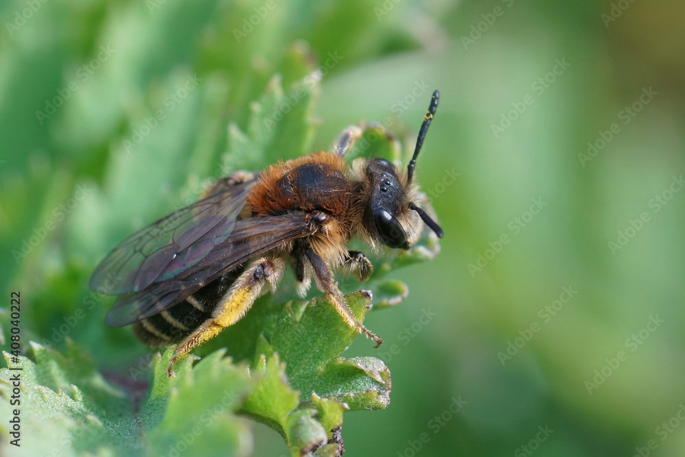 Close up of a female Broad-faced Mining Bee, Andrena proxima on a green thistle feaf Close up of a female Broad-faced Mining Bee, Andrena proxima on a green thistle feaf