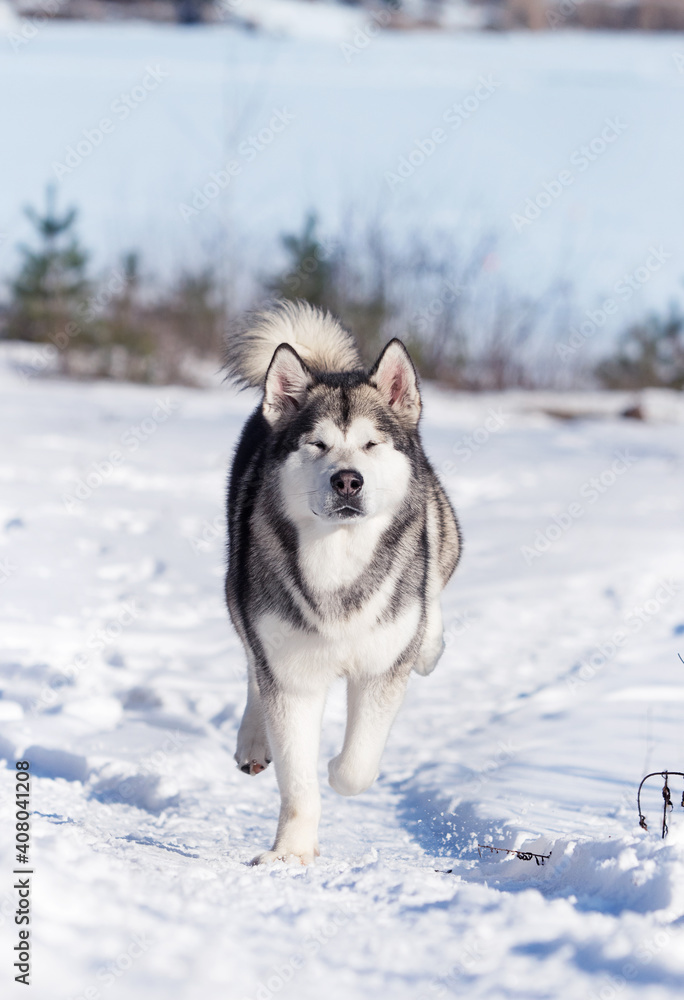 malamute dog running in the snow in winter