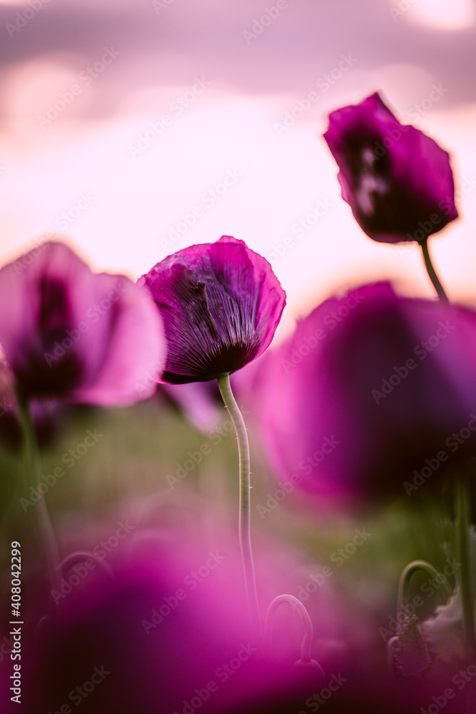 Obraz premium Landscape with nice sunset over poppy field