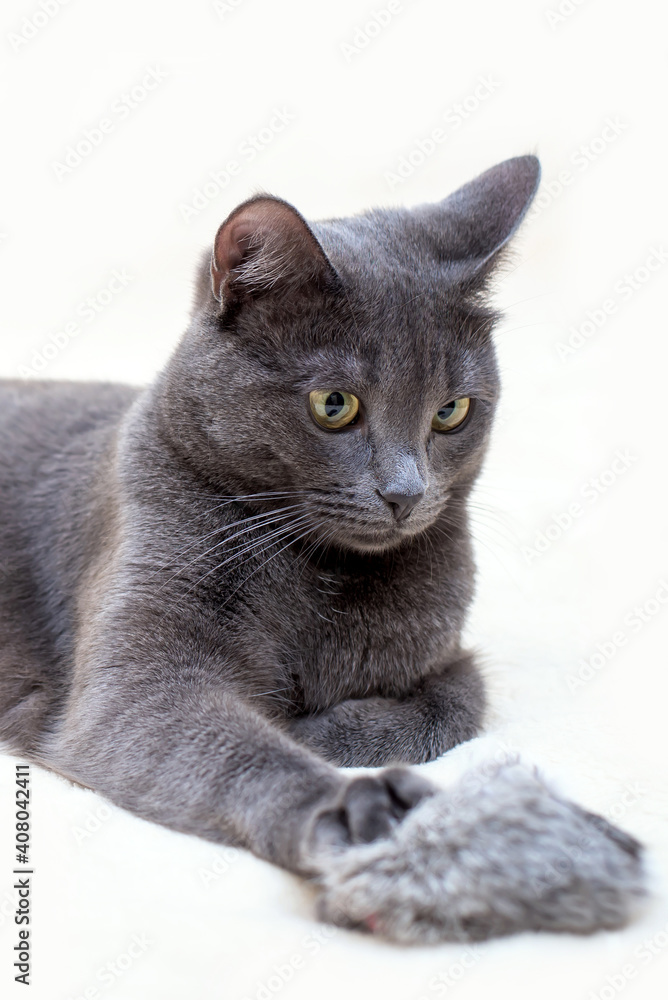 Cute funny grey cat with toy