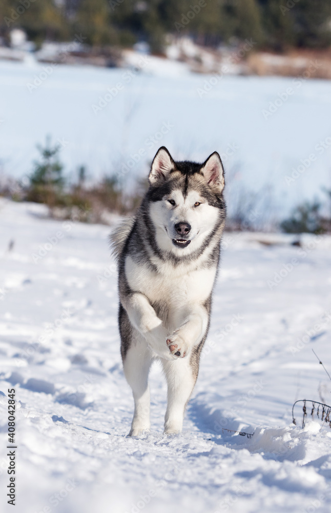 malamute dog running in the snow in winter malamute dog running in the snow in winter