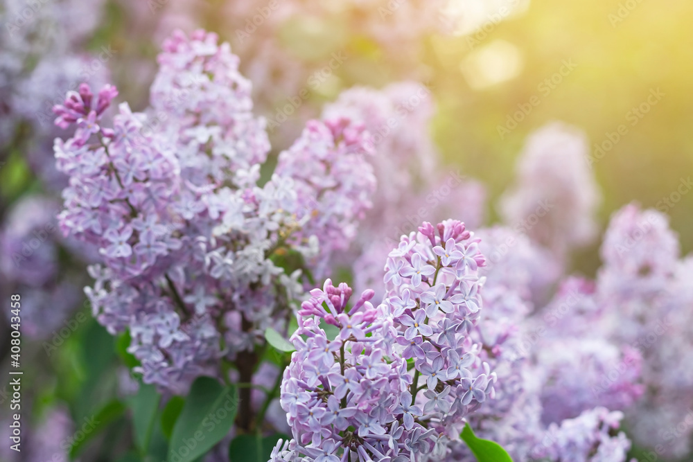 Blooming tender lilac, Syringa, violet blue flower closeup at spring sunlight, natural background, pastel romantic color Blooming tender lilac, Syringa, violet blue flower closeup at spring sunlight, natural background, pastel romantic color