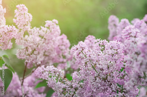 Blooming tender lilac, Syringa, violet pink flower closeup at spring sunlight, natural background, pastel romantic color