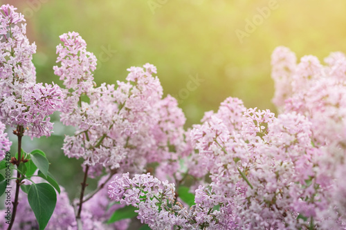 Blooming tender lilac, Syringa, closeup violet pink flower at spring sunlight, natural background, pastel romantic color © Clara_Sh.