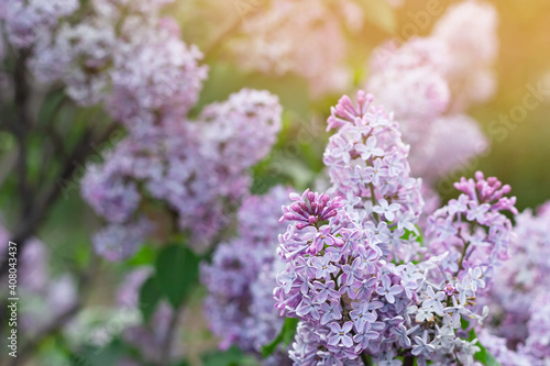Fototapeta Naklejka Na Ścianę i Meble -  Blooming tender lilac, Syringa, closeup violet blue flower at spring sunlight, natural background, pastel romantic color