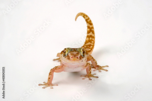 Brauner Grosskopfgecko // Mocquard's Madagascar Ground Gecko (Paroedura bastardi) photo