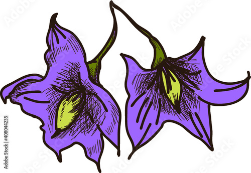 hand drawn solanum flower,pumkin flower isolate on white background.