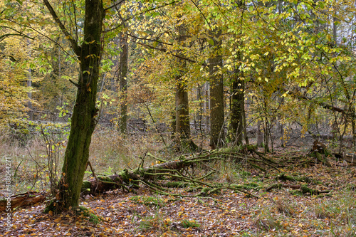 Autumnal deciduous tree stand with hornbeams © Aleksander Bolbot