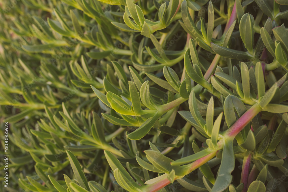 Carpobrotus Edulis. Closeup view of green succulent background for design. Ice plant. Carpobrotus Edulis. Closeup view of green succulent background for design. Ice plant.