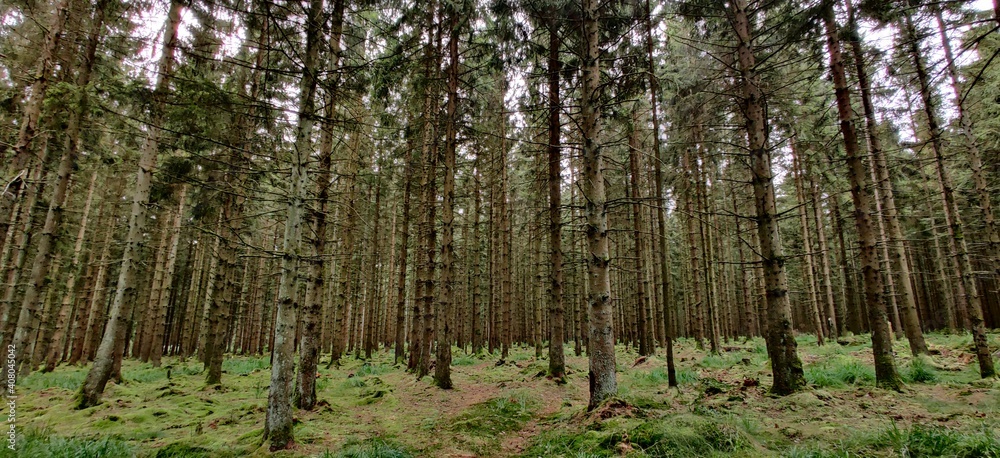 Fototapeta premium Dense Forrest