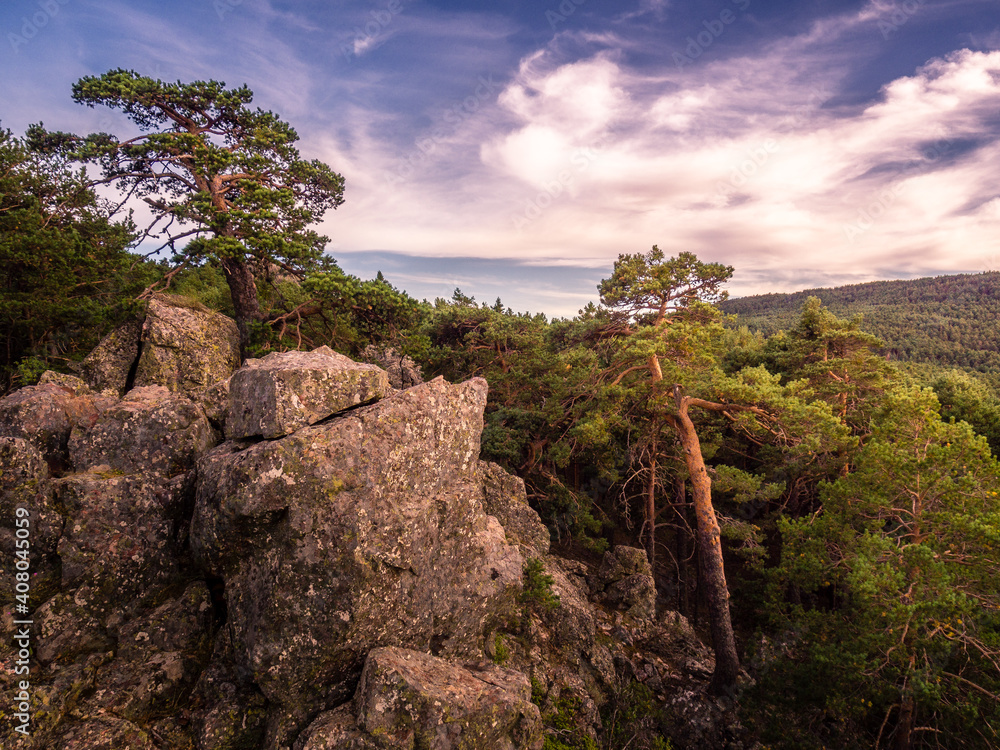 Detalle de dos arboles y rocas en un bosque de coniferas con un cielo azul de nubes blancas.