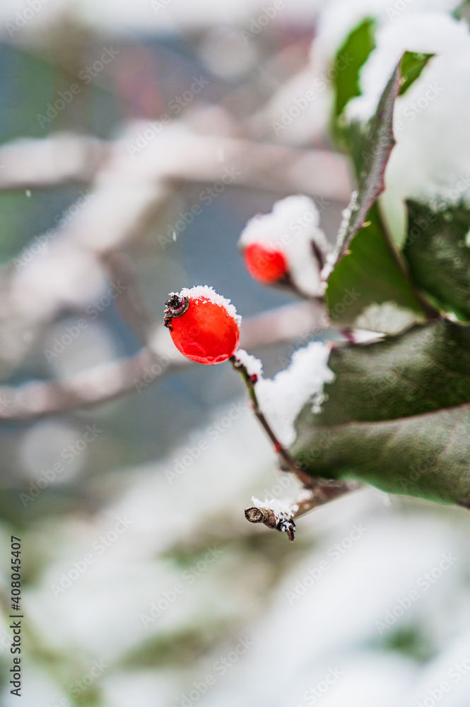A selective focus shot of snow-covered blooming Rosehip plants on a winter day A selective focus shot of snow-covered blooming Rosehip plants on a winter day